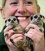 OMG! Hand Reared Meerkats Lia and Roo Make a Big Debut