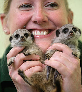 OMG! Hand Reared Meerkats Lia and Roo Make a Big Debut