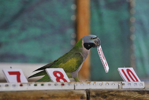 Birds (Not) Behaving Badly Birds (Not) Behaving Badly