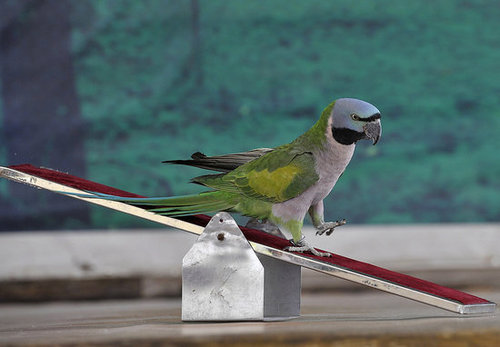 Birds (Not) Behaving Badly Birds (Not) Behaving Badly