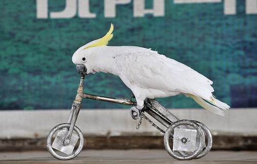 Birds (Not) Behaving Badly Birds (Not) Behaving Badly