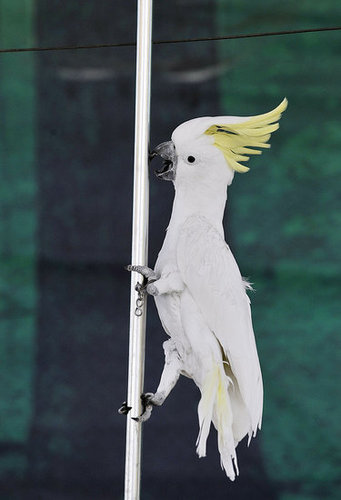 Birds (Not) Behaving Badly Birds (Not) Behaving Badly