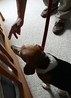 Ladybug vs. Bedbugs: Beagle Sniffs Out Blood Suckers!