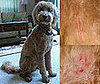 I Need Your Help . . . Has a Groomer Ever Injured Your Dog? 