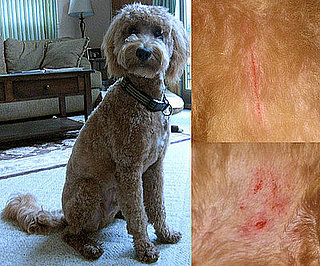 I Need Your Help . . . Has a Groomer Ever Injured Your Dog? 