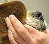 Try Your Hand at My Latest Guess What Breed Super Quiz!