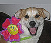 Pet Pic of the Day: Spring Has Sprung For Sadie Grace