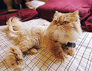 Catscaping: Spoiled Sweet or Spoiled Rotten?