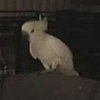 Snowball the Dancing Cockatoo