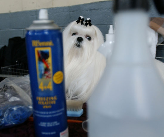 Topknots For Top Dogs: Tips From Groomer Has It Topknots For Top Dogs: Tips From Groomer Has It