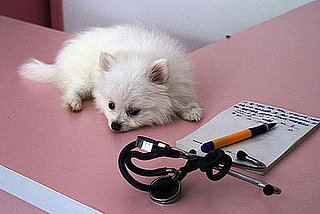 How Many ER Trips Have You Taken For a Pet?