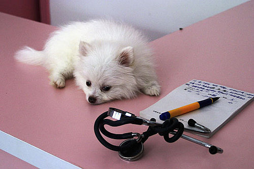 How Many ER Trips Have You Taken For a Pet?