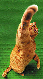Claw Clipping Comes For Cats, Too