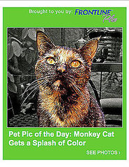 Have You Submitted Your Adorable Pet Photos Yet?!