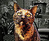 Pet Pic of the Day: Monkey Cat Gets a Splash of Color