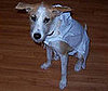 Pet Pic of the Day: Zoey's a Hungry Love Muffin