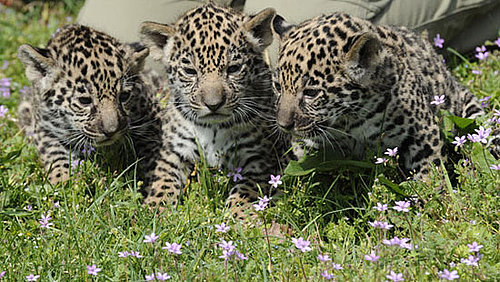 There's Three Times the Baby Jaguar Fun With New, Cute Cubs