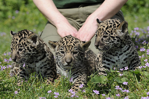 Meet Berlin's Baby Jaguars! Meet Berlin's Baby Jaguars!