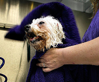 6 Tips For Grooming Older Dogs