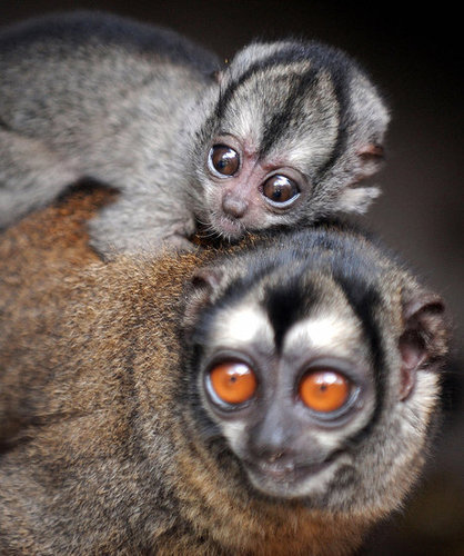 What Big Eyes You Have What Big Eyes You Have