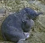 India Broadcast's Elephant's Birth Online