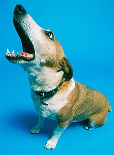 Do Tell: How Do You Make Your Dog Stop Barking?