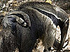 Aww, Just How Hungry Is a Baby Giant Anteater Named Arthur?