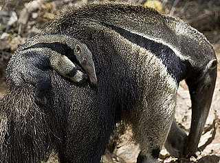 Aww, Just How Hungry Is a Baby Giant Anteater Named Arthur?