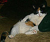 Pet Pic of the Day: Torrence Loves Garlic and Curling Ribbon (Not Together)