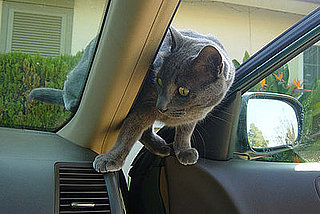 I Need Your Help . . .  Potty Time on Cross Country Cat Drives?
