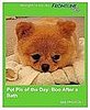 Have You Submitted Your Adorable Pet Photos Yet?!