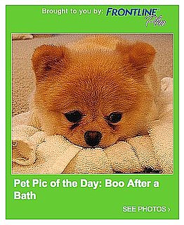 Have You Submitted Your Adorable Pet Photos Yet?!