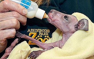 Abandoned 'Roo Gets Makeshift Pouch: In the LINK of an Eye!