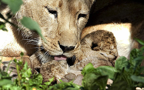 Lioness Kisses Her Blind Babies!