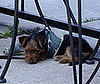Top 10 Ways Your Pets Break Bones!