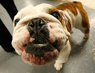 What Do You Know About Bulldogs?