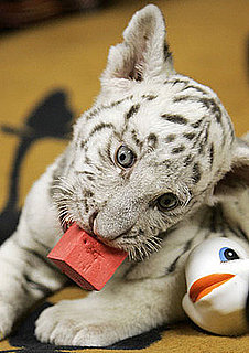 Baby Tiger's Stoked For a Fully Stocked Toy Box