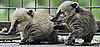 Baby Coati Cuteness