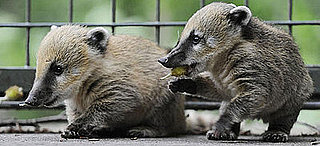 Double the Baby Coatis, Double the Fun!