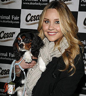 Name Famously Furry Faces: Cavalier King Charles Spaniel Edition!
