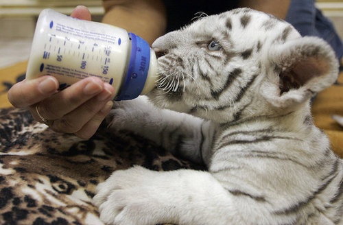 Baby Tiger Cuteness Baby Tiger Cuteness