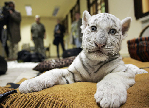 Baby Tiger Cuteness Baby Tiger Cuteness