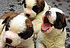 Saint Bernard Puppies!