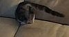 Cute Alert! Kitten Disappears Into the Couch