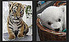Play Our New Baby Animal Faceoff For a Chance to Win!