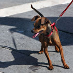 Score an A+ in Doggie Body Language