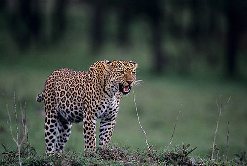 Image Image