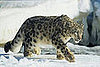 Apple Announces Snow Leopard At 2009 WWDC