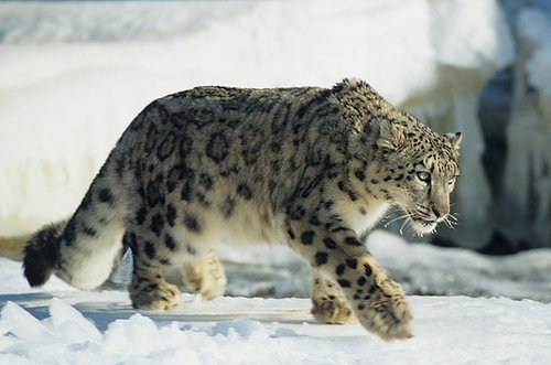 Apple Announces Snow Leopard At 2009 WWDC Apple Announces Snow Leopard At 2009 WWDC
