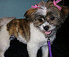 Pet Pic of the Day: Bella's First Haircut
